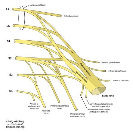 Superior gluteal nerve | Radiology Reference Article | Radiopaedia.org