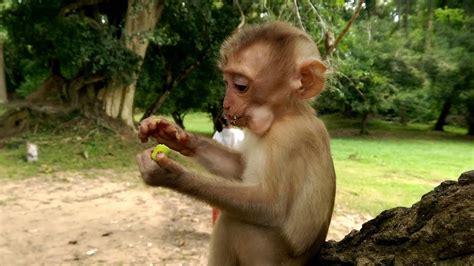 poor baby monkey lost mom- people bring monkey from far place and leaved At angkor - YouTube