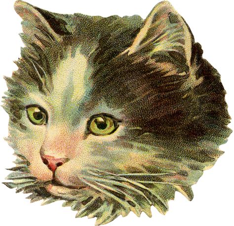 Vintage Cat Illustration - The Graphics Fairy