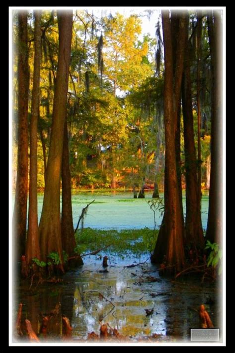 Louisiana bayou | Louisiana bayou, Louisiana art, Bayou