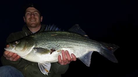 Hybrid Striped Bass Fishing — River Certified Fishing, Kayak Fishing ...