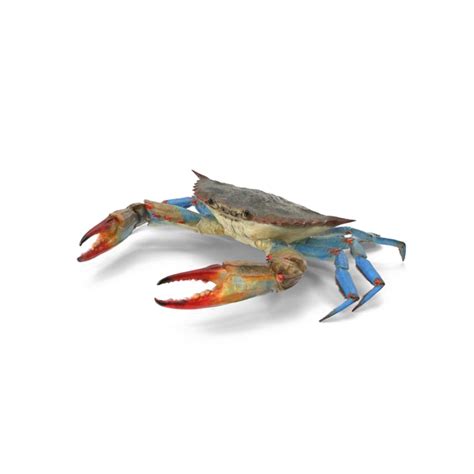 Crab PNG Transparent Images, Pictures, Photos