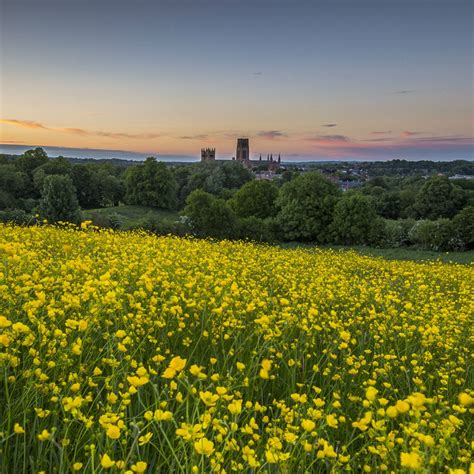 Nature Canola Flower Field iPad Air Wallpapers Free Download