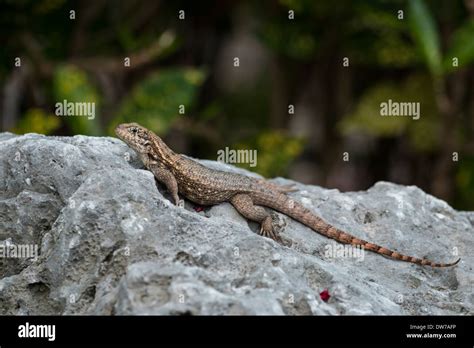 Curly tail lizard Stock Photo - Alamy