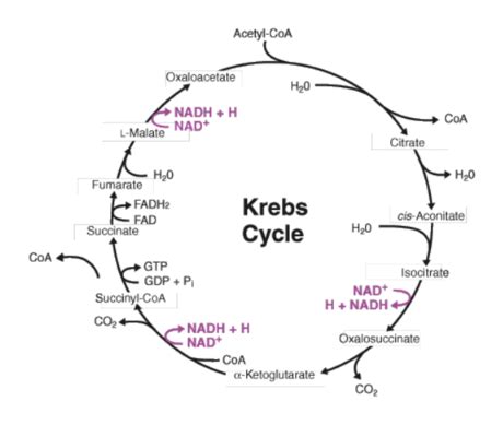 Answered: What are the steps of the Krebs cycle? | bartleby