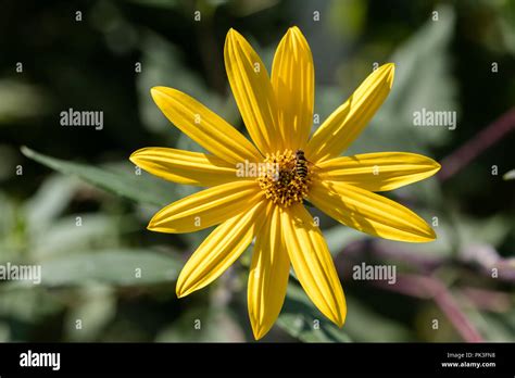 Topinambur plant -Fotos und -Bildmaterial in hoher Auflösung – Alamy