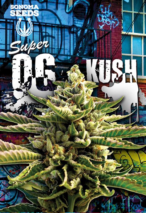 Super OG Kush Feminized Marijuana Seeds | Sonoma Seeds