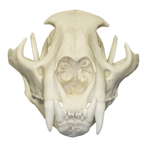 Replica Mountain Lion Skull (Male) — Skulls Unlimited International, Inc.