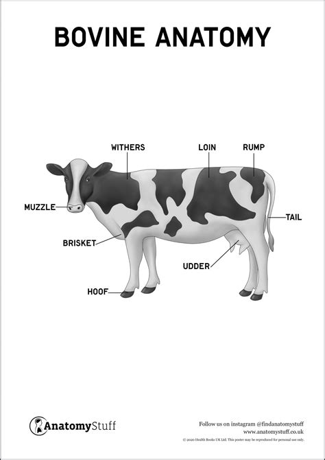 Bovine Anatomy Poster PDF