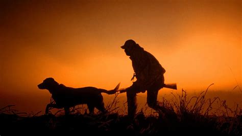 Hunting Dog Wallpaper (56+ images)