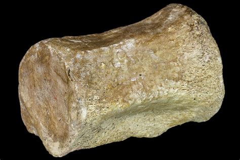 2.3" Ornithopod Dinosaur (Thescelosaurus) Tail Vertebra - Montana (#113167) For Sale - FossilEra.com