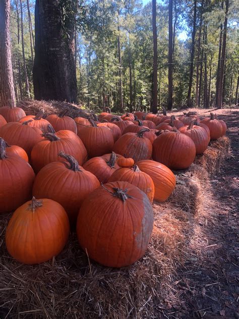 Paradise Pumpkin Patch - Pumpkin Patch Near Me