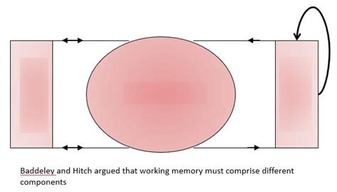 Baddeley and Hitch (1974) working memory model Diagram | Quizlet