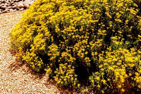 5 Flowering Drought-Tolerant Ground Cover Plants - Birds and Blooms