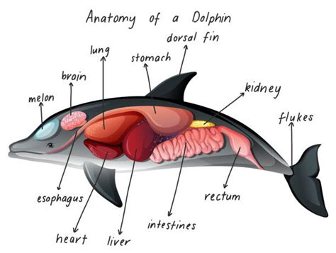 60+ Dolphins Brain Stock Illustrations, Royalty-Free Vector Graphics ...