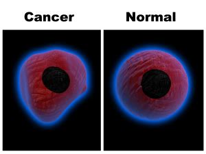 Similarities Between Normal and Cancer Cells