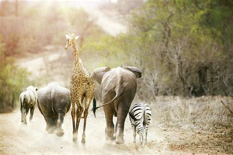 Africa Safari Animals Walking Down Path Photograph by Susan Schmitz