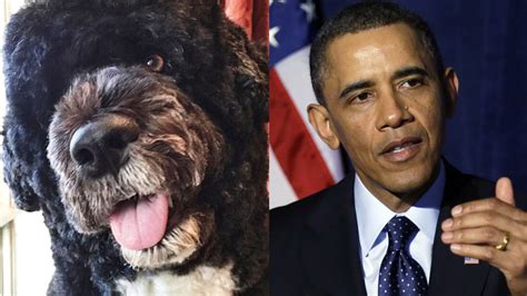 Dogs and their Celebrity Owners: do they look alike? | Volganga