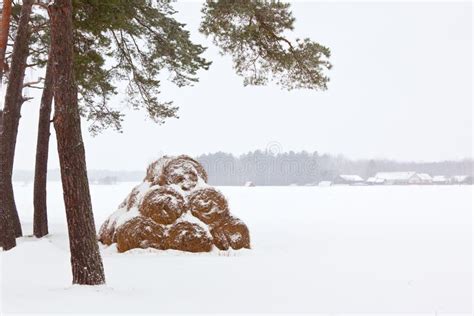 Winter Farm Landscape stock photo. Image of december - 18034064