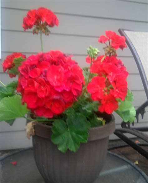 My beautiful red geranium | Red geraniums, Geraniums, Pelargonium