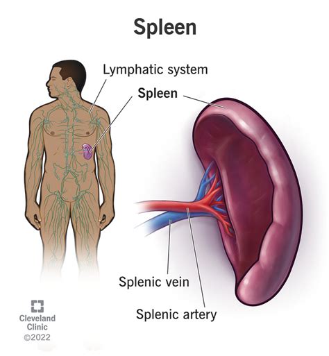 Spleen: Function, Location & Size, Possible Problems