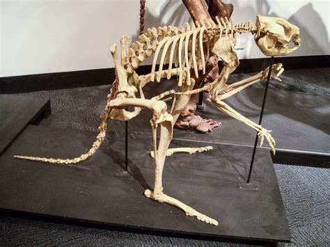 Prehistoric kangaroo was a walker | Science | AAAS