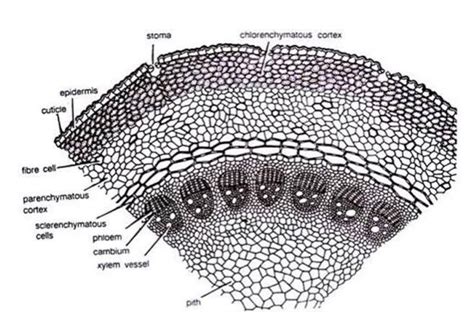 Gnetales/Gnetum:Characters, Taxonomy, Morphology and Anatomy