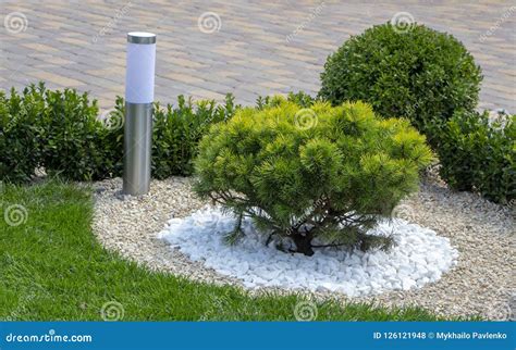 Cultivar Dwarf Mountain Pine Pinus Mugo Var. Pumilio in the Rocky Garden Stock Photo - Image of ...