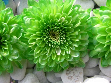 Amazing Green Flowers wallpaper | 1600x1200 | #22458