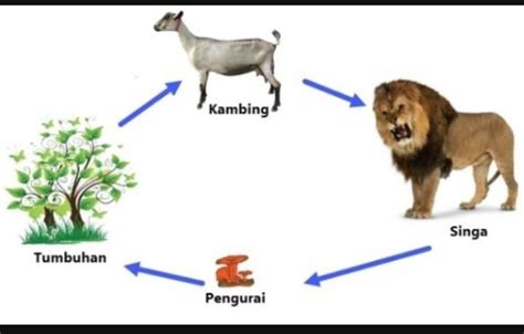 Jaring Jaring Makanan Di Padang Rumput – Ujian