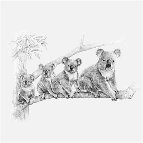 Koala bears – drawnbydawn