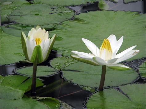 Nymphaea lotus | Belgium. Meise. National Botanic Garden. Ny… | Flickr