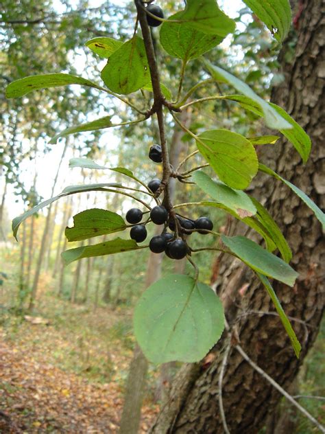 Invasive Species: Common Buckthorn (Rhamnus cathartica) - Chicago Living Corridors