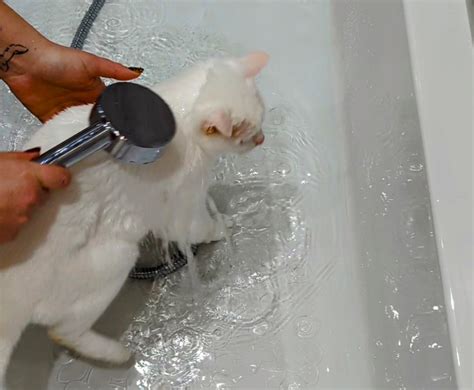 How to Give Your Cat a Bath: Dr. Karyn's Tips (with Video) - Isarer.com