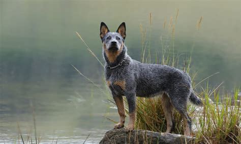 Blue Heeler Progression: Growth Chart, Milestones, and Training Tips ...