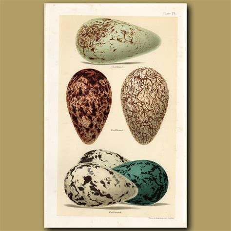 Guillemot Eggs. Genuine antique print for sale.