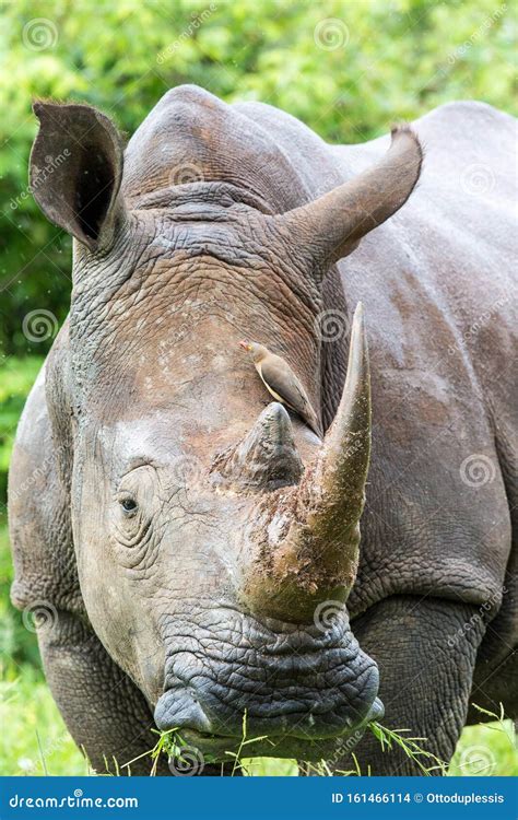 Rhino and oxpecker stock photo. Image of symbiotic, horn - 161466114