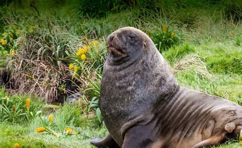 Heritage Expeditions | Subantarctic Islands of New Zealand & Macquarie ...