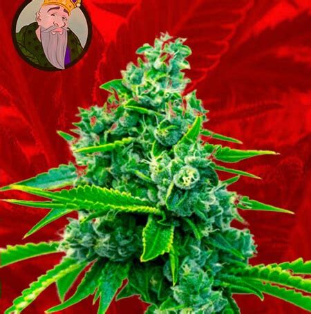 Best Sativa Strains: 10 Strains That Boost Your Creativity and Focus - 420 Big Bud