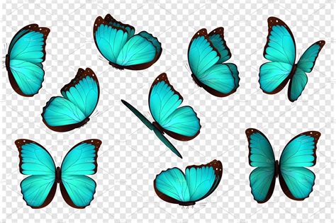 Butterfly vector illustration. | Animal Illustrations ~ Creative Market