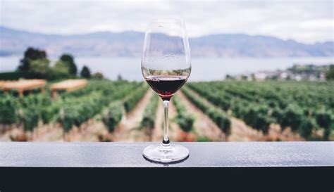 The best places in New Zealand for a wine tour | Holidays And Observances