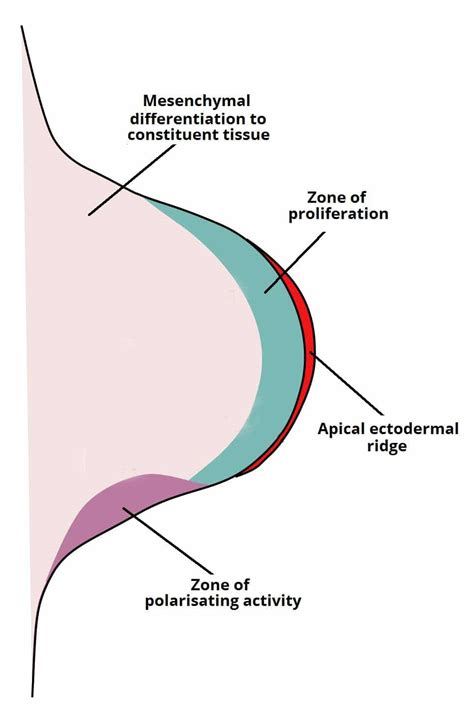 Development of the Limbs - Formation of Limb Buds - Formation of Digits ...