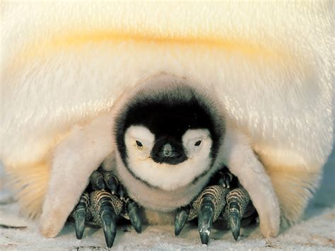 Animals-Beauty-Makeup: Emperor Penguin