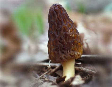 MDC to offer workshops in northeast Missouri on morel mushrooms April 13, 15 | Missouri ...