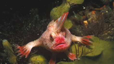 This "Handfish" was recently spotted in Australia, this type of fish actually uses its hands ...