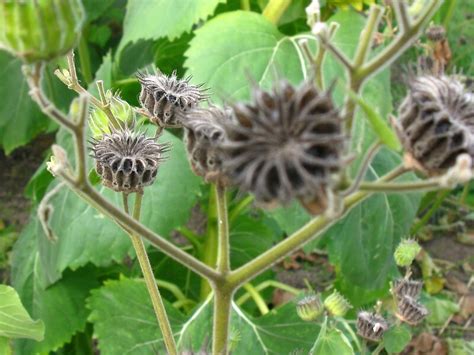 "White Moonflower seed pods. Genus Datura" by Rencen | Redbubble