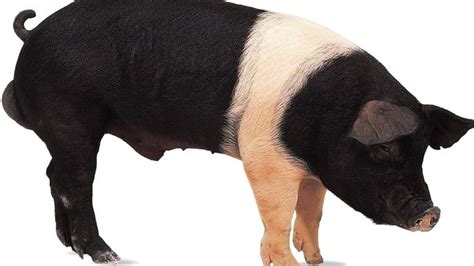 Hampshire | breed of pig | Britannica