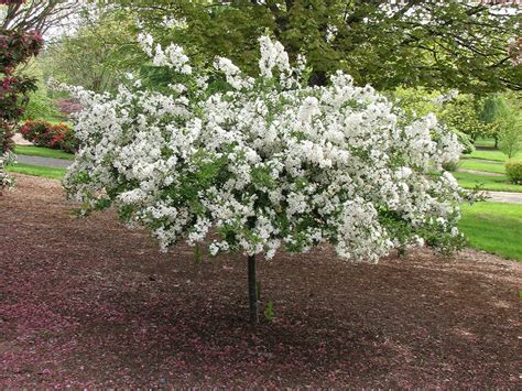 Malus sargentii ‘Tina’ – Tina Crabapple 1″ DIA/25 Gallon – The Growing Scene