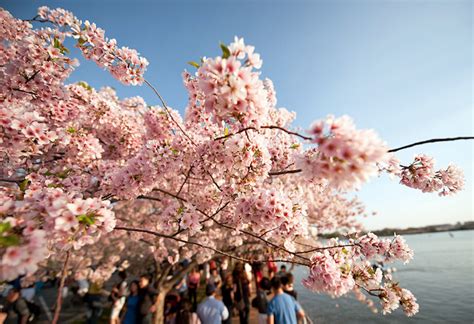 Beautiful Pictures: Cherry Blossom Trees - Beautiful Cherry Blossoms In Full Bloom