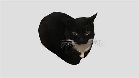 dingus the cat - Download Free 3D model by bean(alwayshasbean) (@alwayshasbean) [2ca7f3c ...